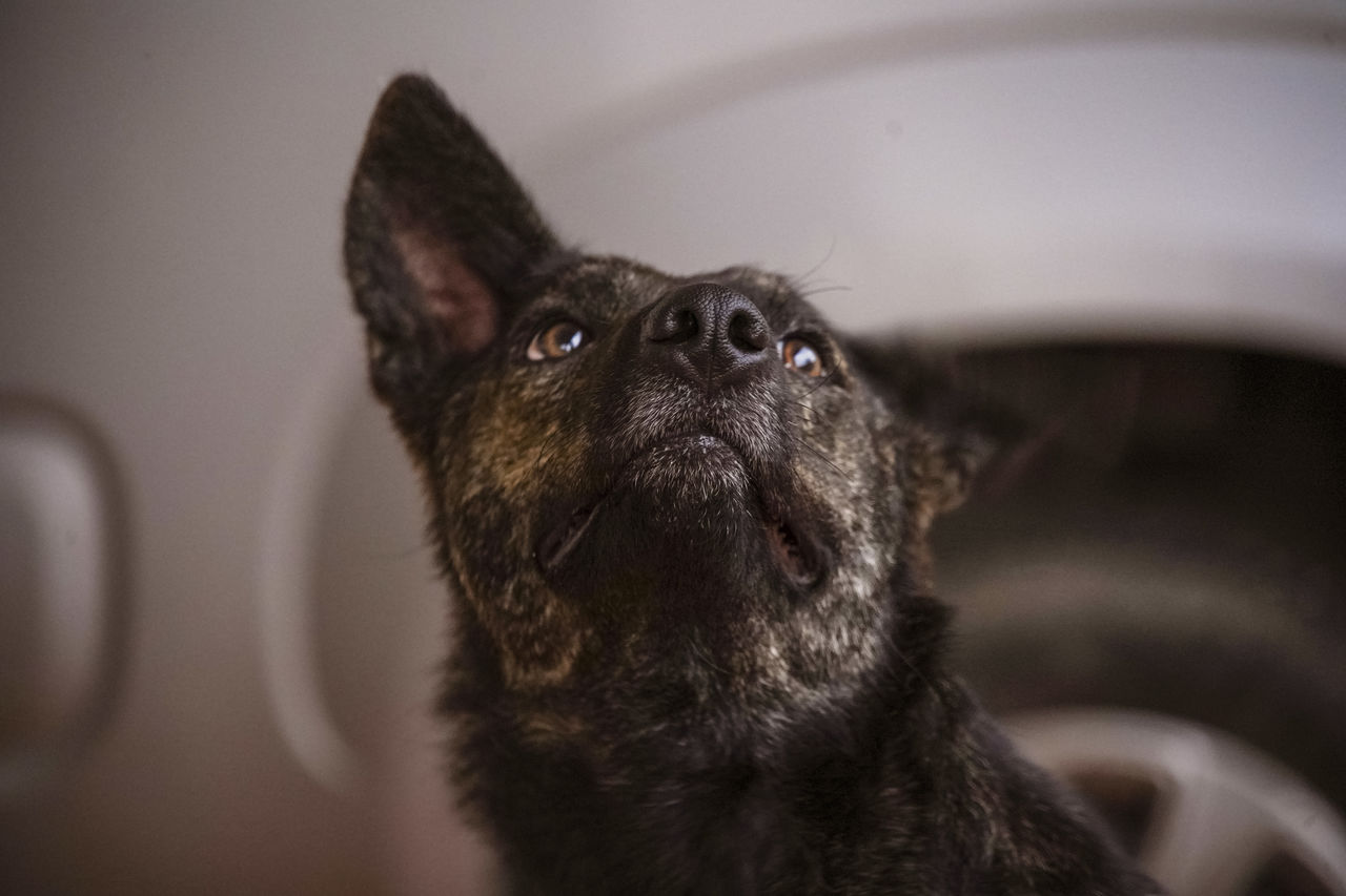 CLOSE-UP OF A DOG