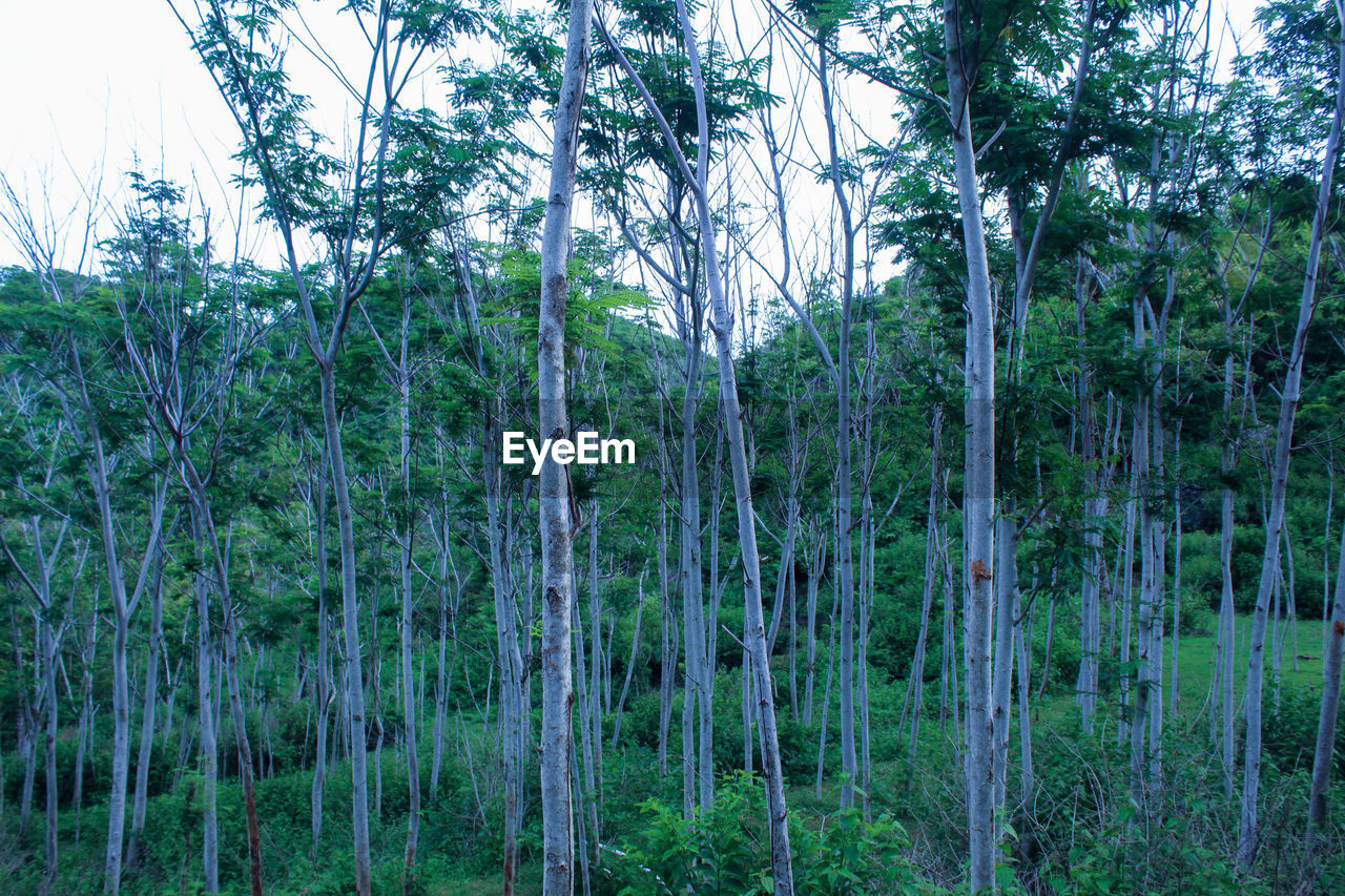 PANORAMIC VIEW OF TREES IN FOREST