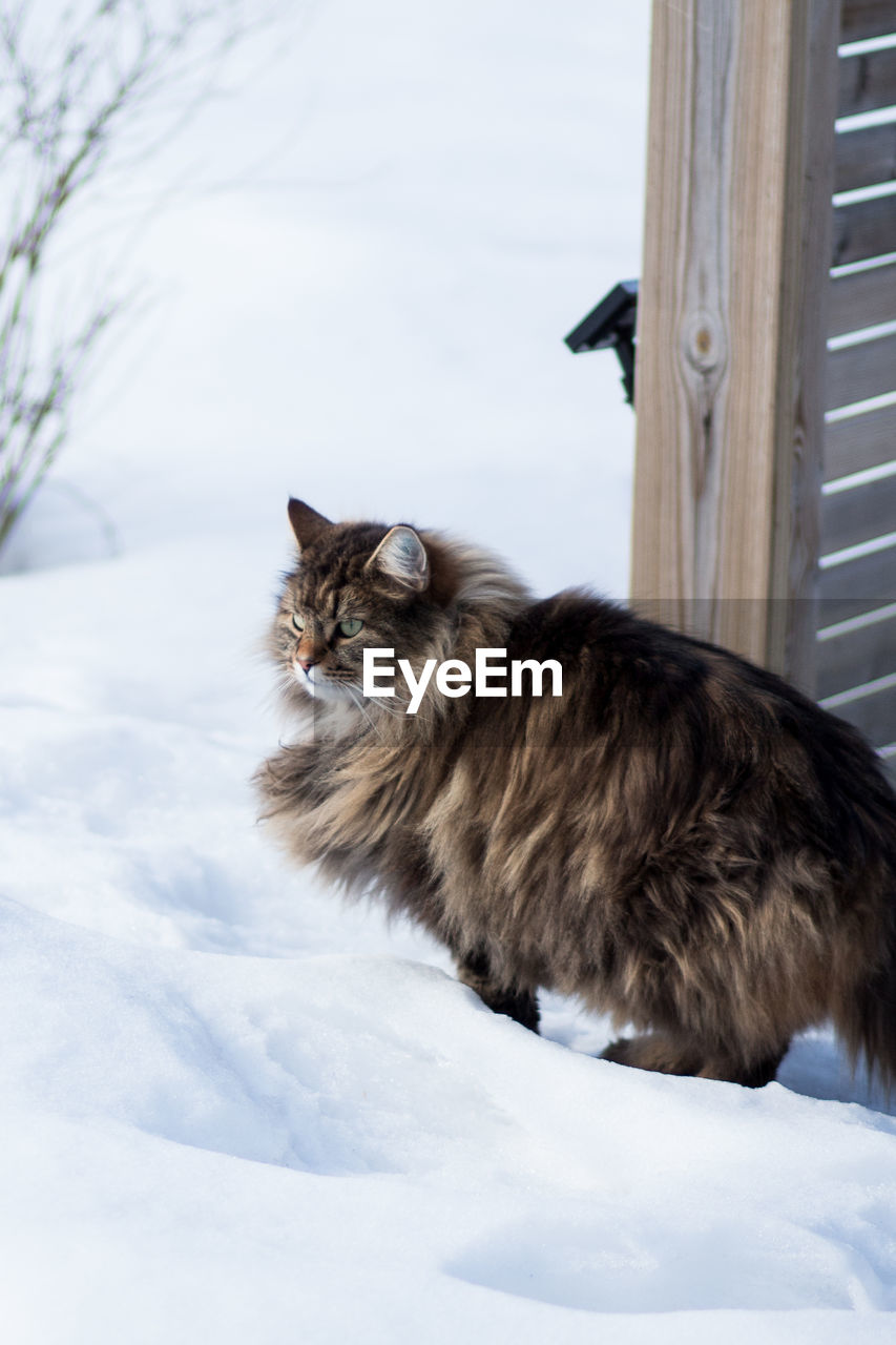 Cat lying on snow