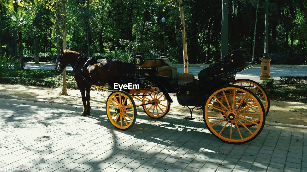 Horse cart on street against trees