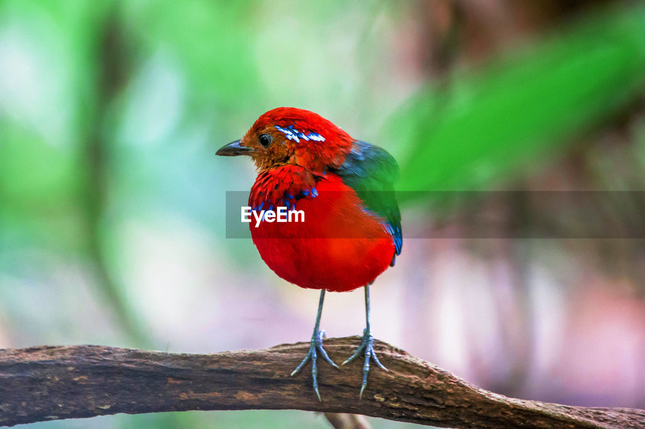 low angle view of bird perching on branch