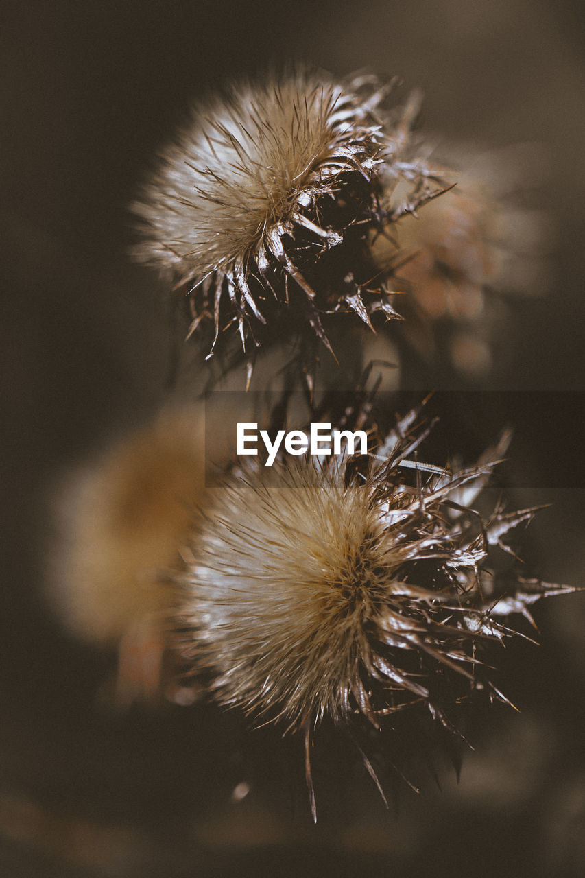 Close-up of thistle flowers