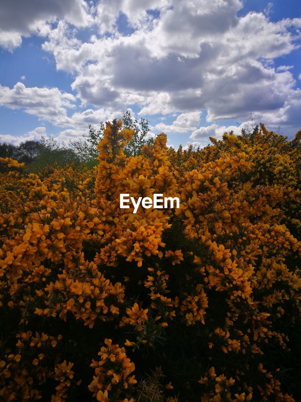 AUTUMN TREES IN FOREST