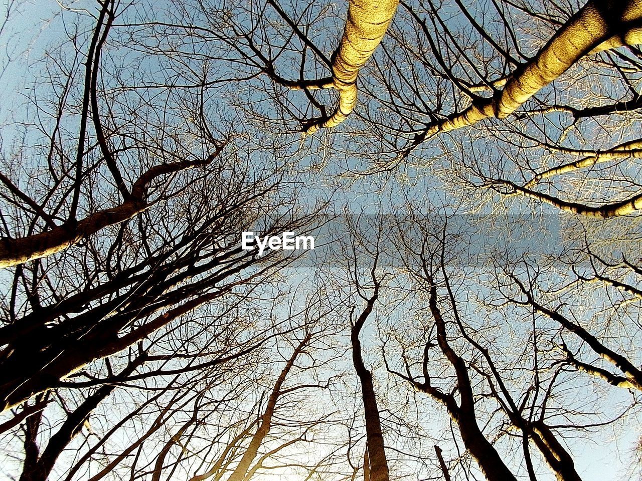 Low angle view of bare trees against sky