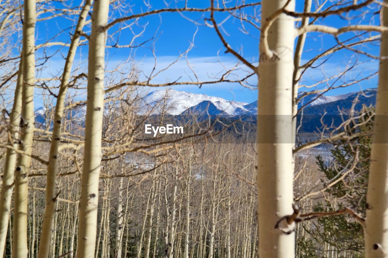 BARE TREES BY SNOW COVERED LAND AGAINST SKY