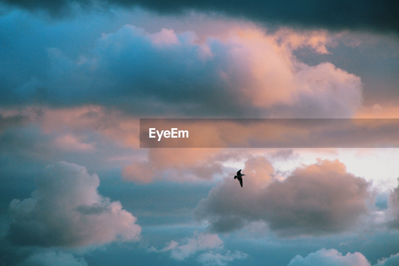 Low angle view of silhouette bird flying against cloudy sky during sunset