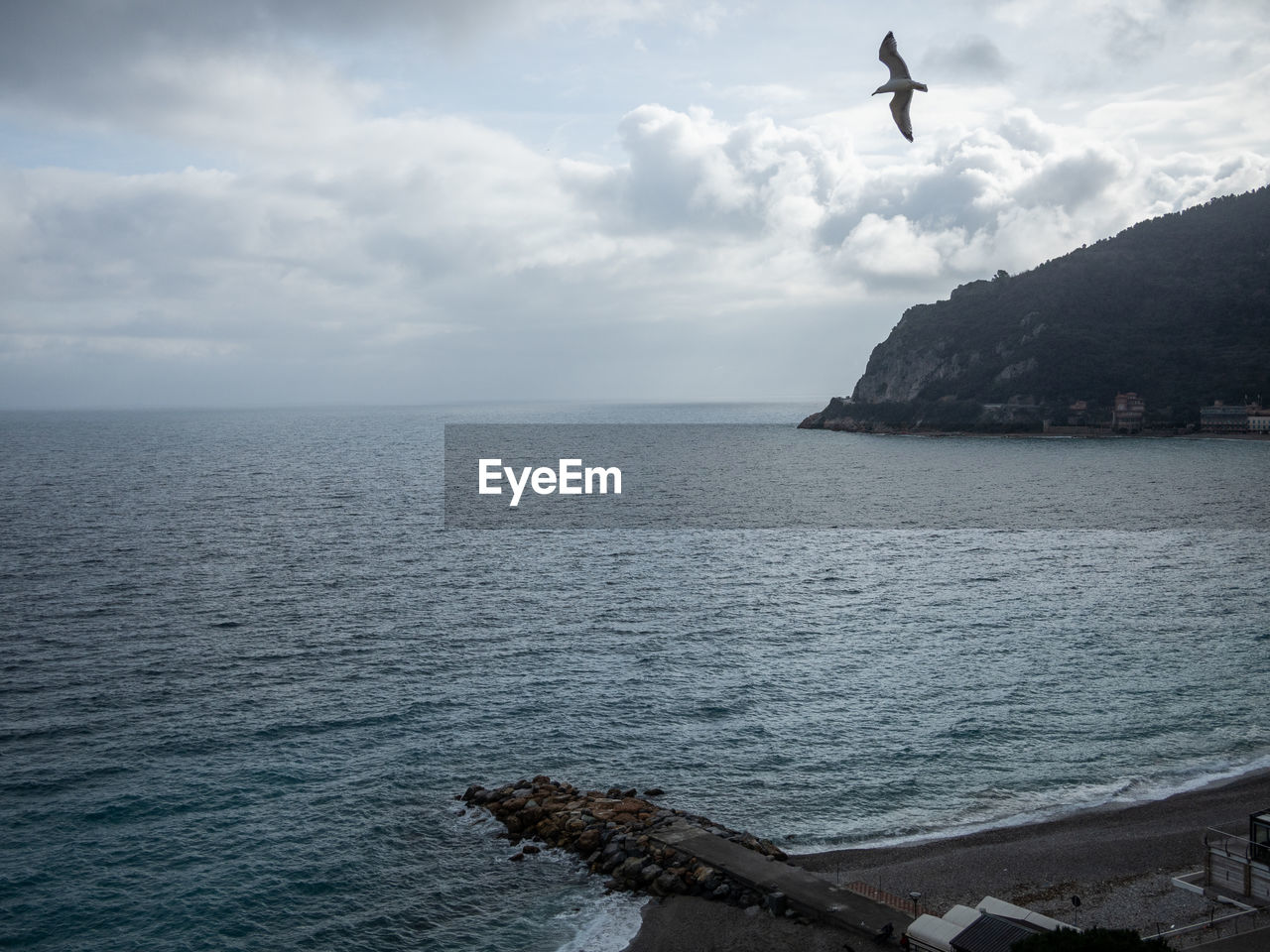 BIRD FLYING OVER SEA