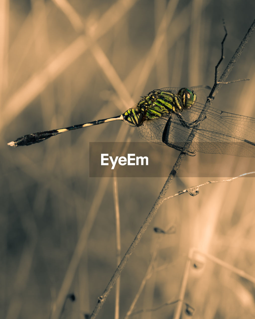 Close-up of dragonfly resting alone