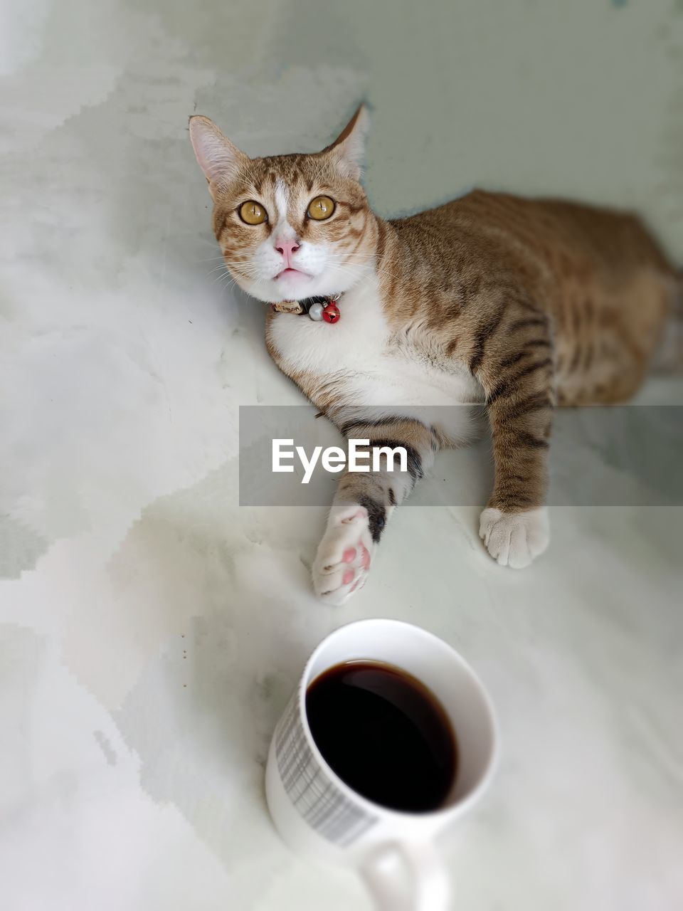 Cat drinking from coffee cup