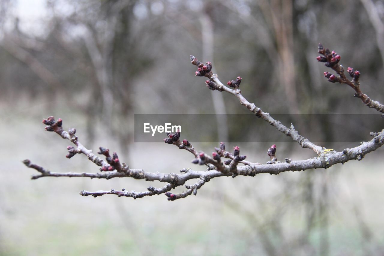 Close-up of cherry blossoms in spring