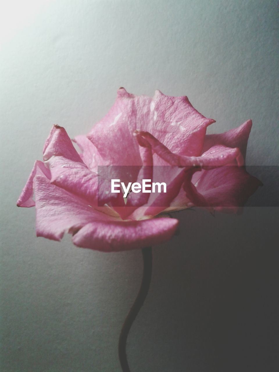 Close-up of pink flower against white background