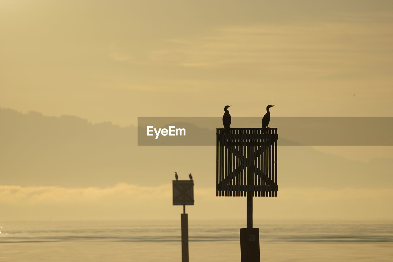 Cormorant perching on wooden post by sea against sky during sunset