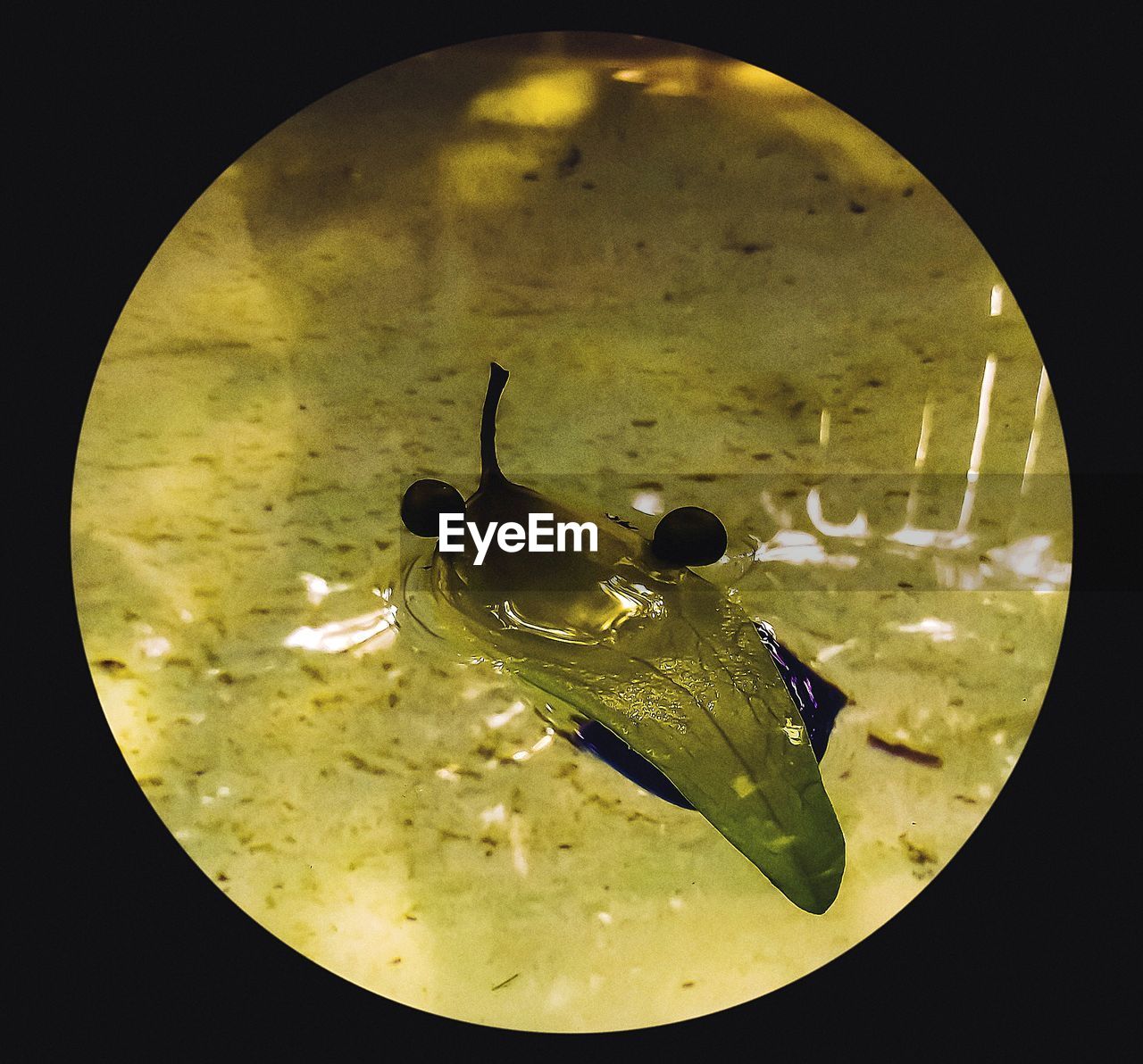 HIGH ANGLE VIEW OF LEAF IN GLASS AT TABLE