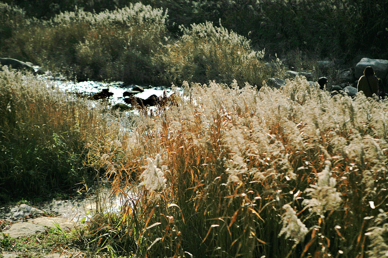 Plants growing on field