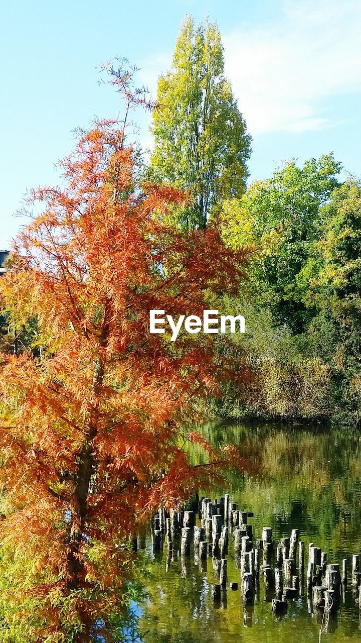 Trees by lake with reflection against sky