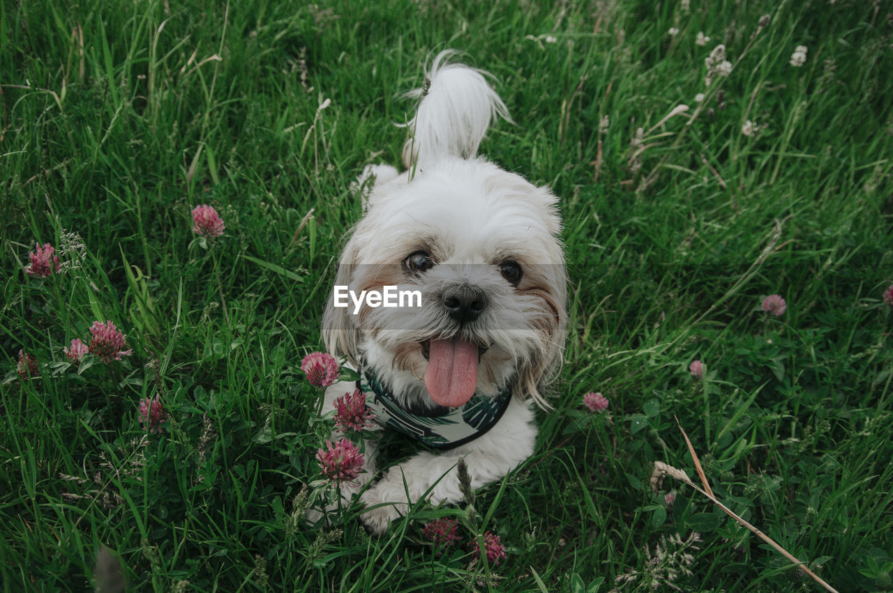 A little white shih tzu sitting in the grass, happy dog