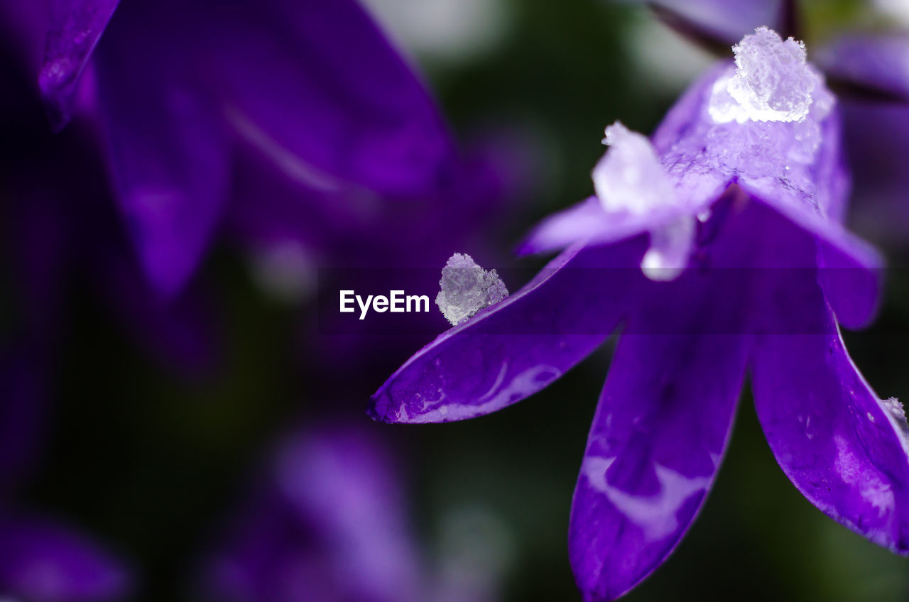 CLOSE-UP OF PURPLE FLOWER OUTDOORS