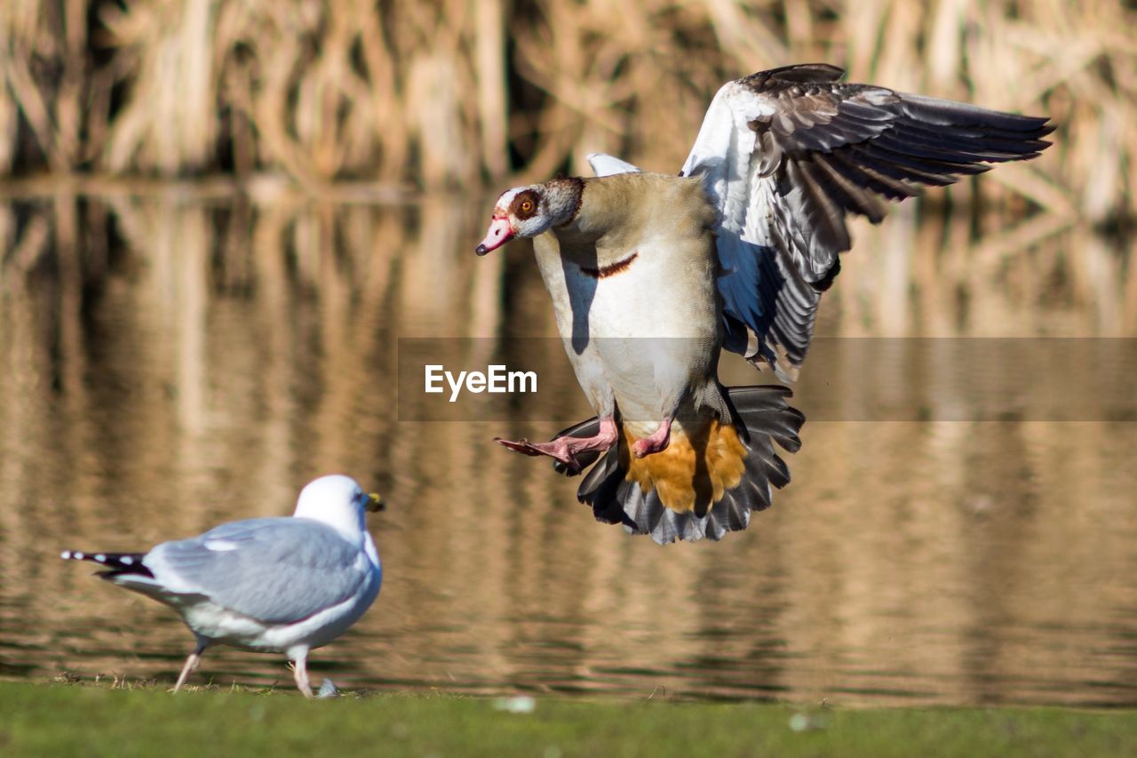 VIEW OF BIRDS IN LAKE