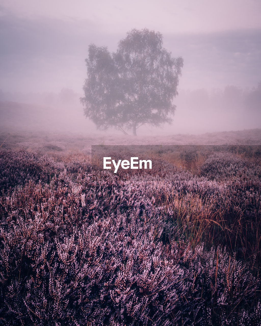 plant, nature, morning, landscape, environment, tree, beauty in nature, land, sky, dawn, fog, field, scenics - nature, tranquility, sunrise, growth, flower, mist, tranquil scene, rural scene, horizon, no people, agriculture, freshness, flowering plant, outdoors, grass, cloud, leaf, sunlight, twilight, non-urban scene, idyllic, springtime, frost, forest, sun, blossom, winter, day