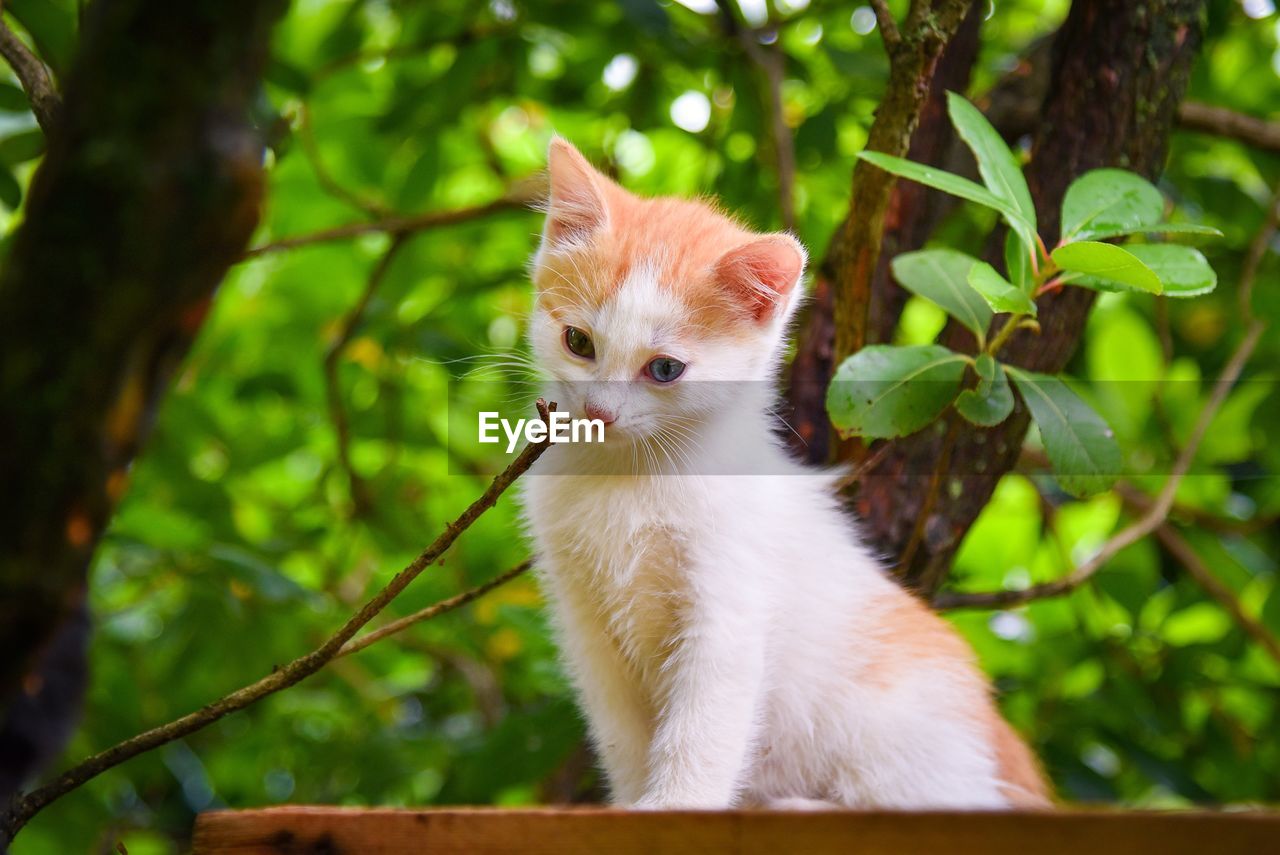 View of a cat on branch