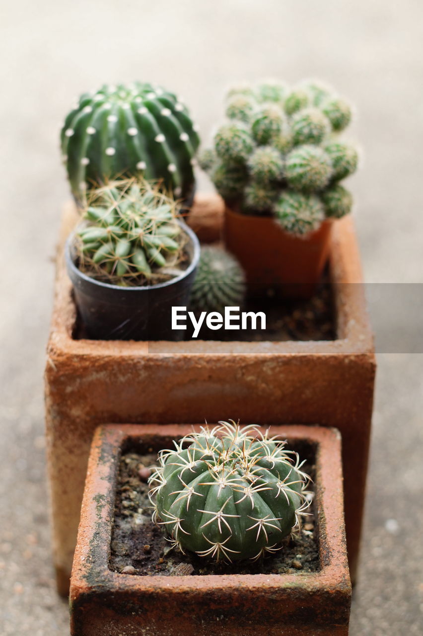 Close-up of potted plants