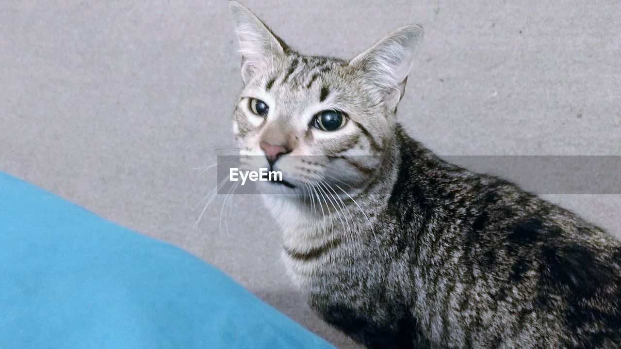 CLOSE-UP PORTRAIT OF CAT SITTING ON FLOOR