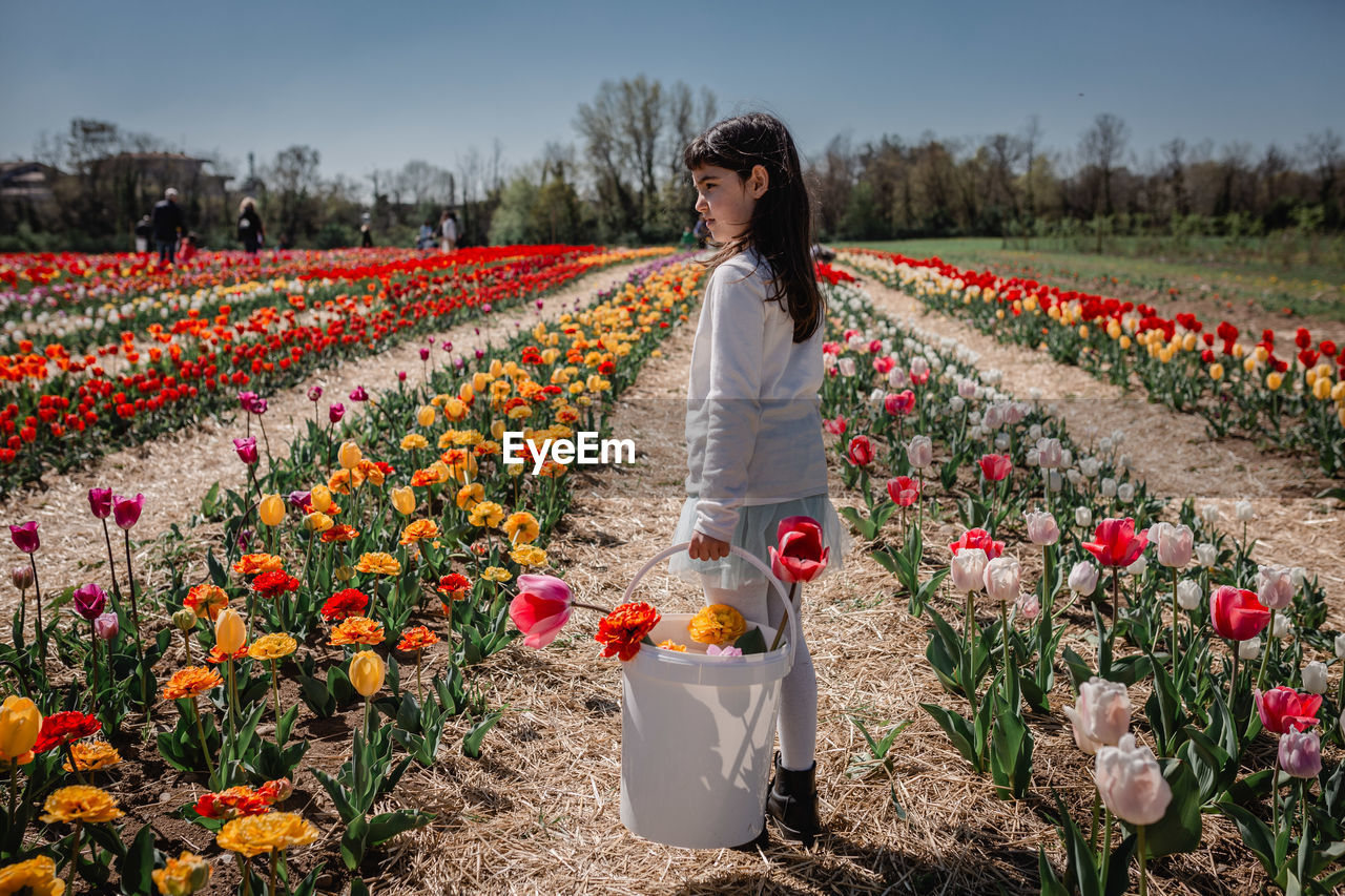 Girl in white top stands in tulip field with bucket full of collected flowers