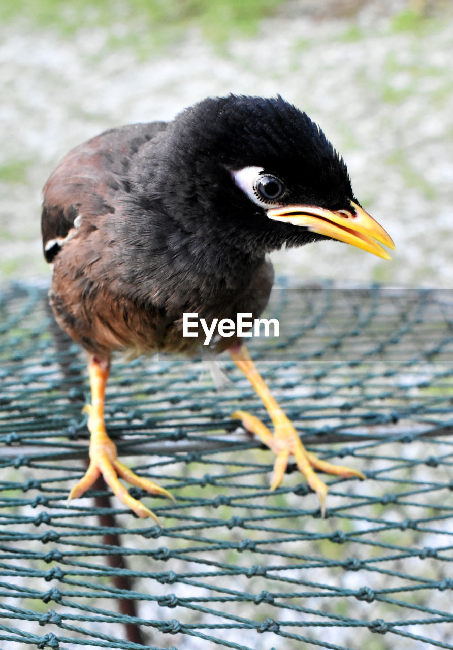 CLOSE-UP OF BIRD PERCHING ON A PLANT