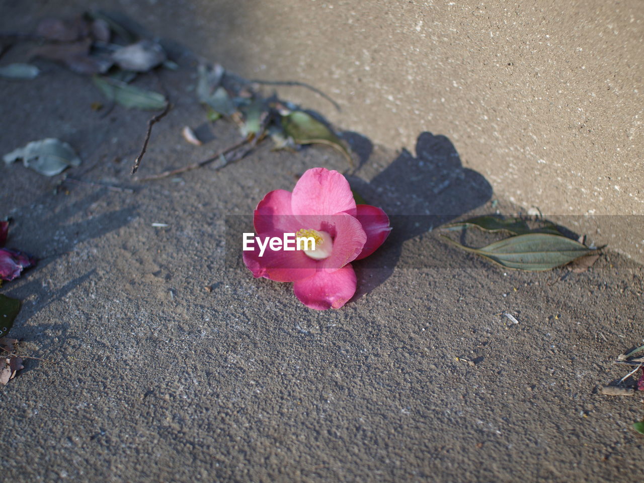 CLOSE-UP OF PINK FLOWER ON GROUND