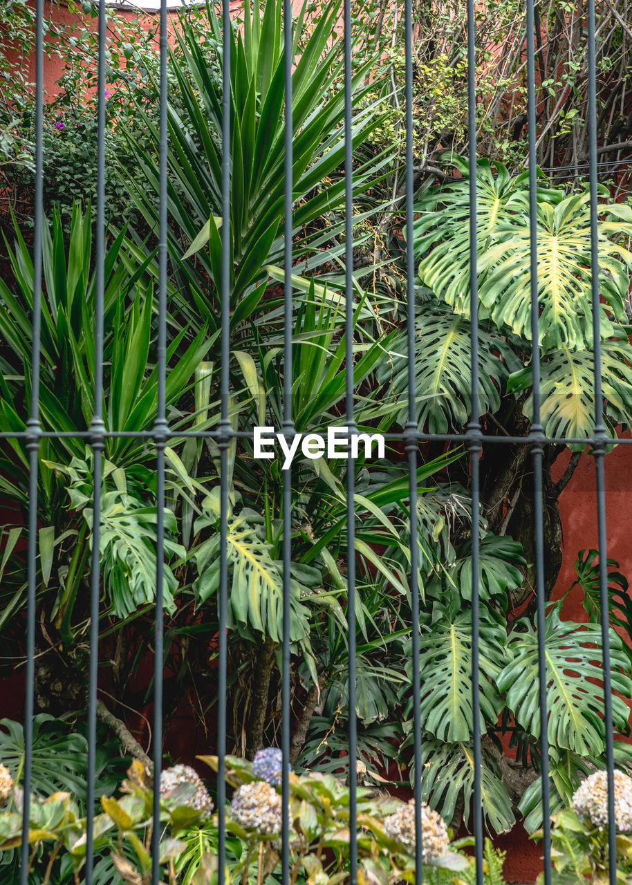 Plants seen from fence growing in yard