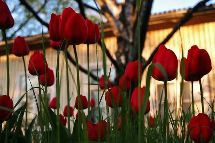 CLOSE-UP OF RED TULIPS BLOOMING IN PARK