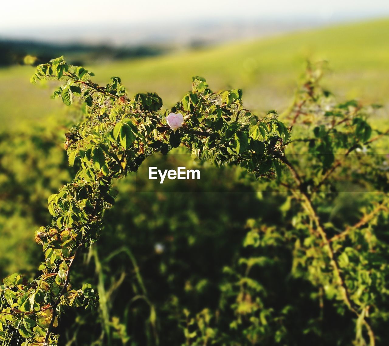 CLOSE-UP OF PLANT AGAINST BLURRED BACKGROUND