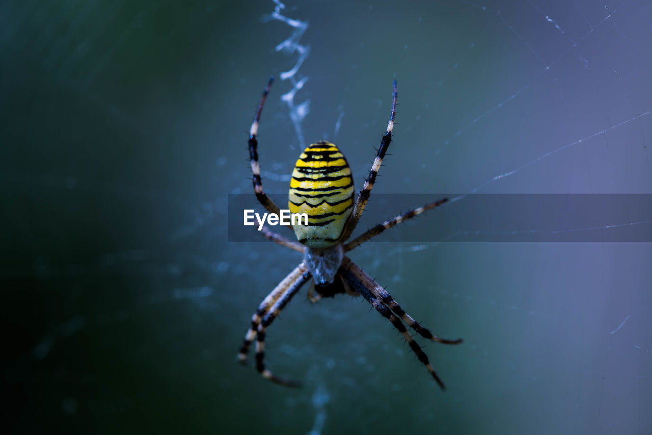 Macro shot of spider on web