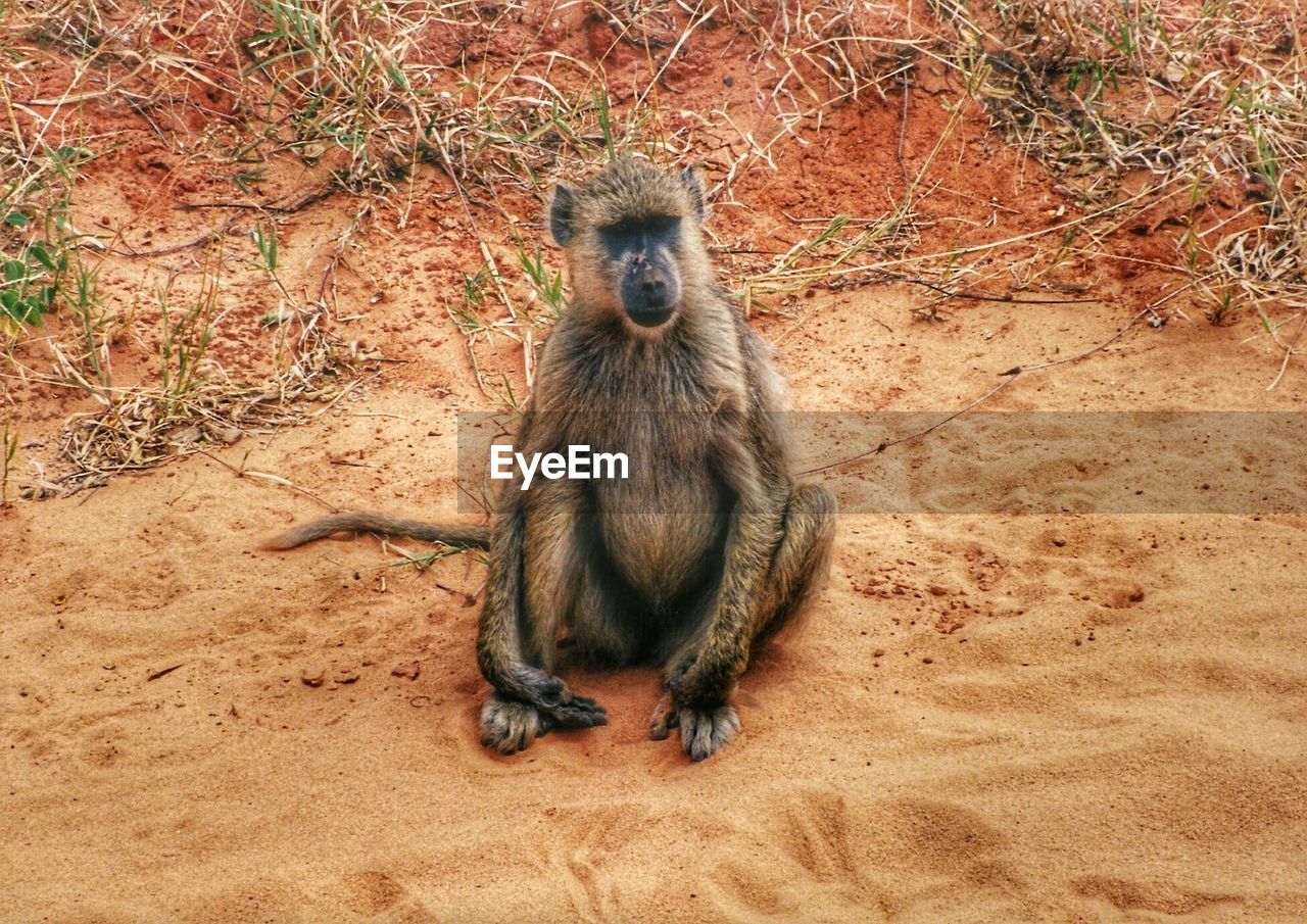 Full length of monkey sitting on sand