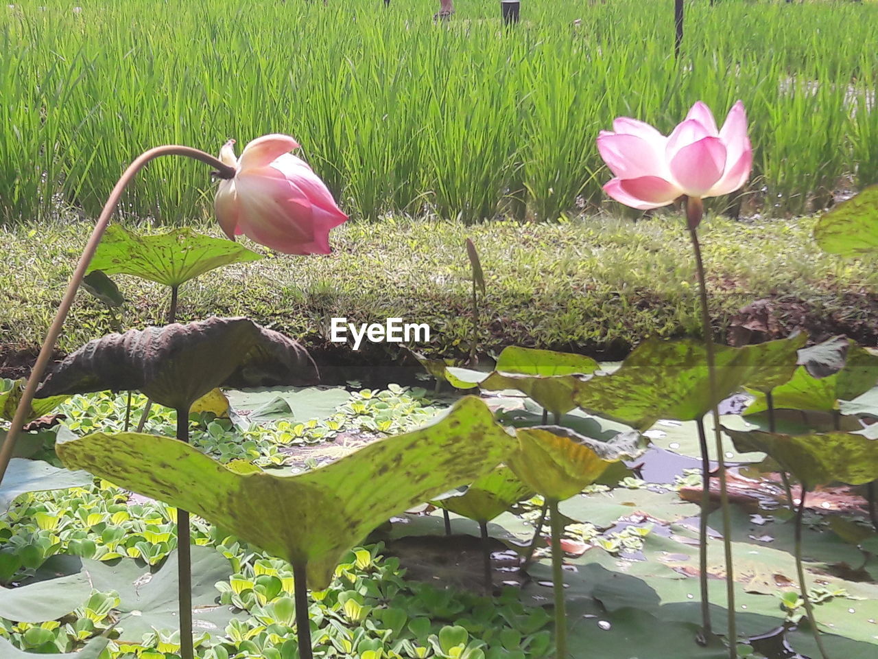 PINK FLOWERS BLOOMING IN GRASS