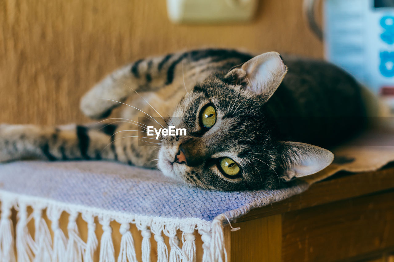 Close-up portrait of cat at home