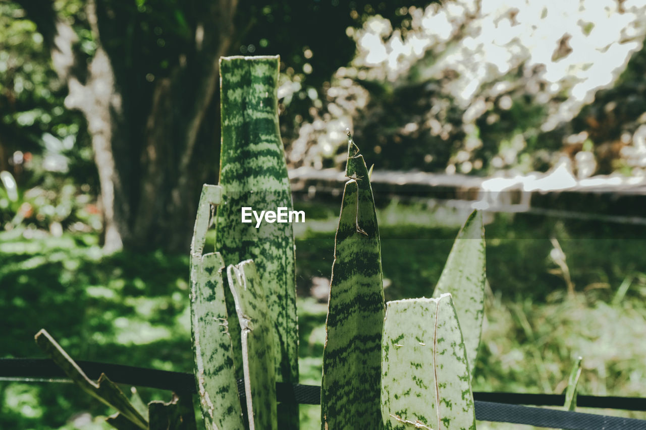 Close-up of plants hanging on fence