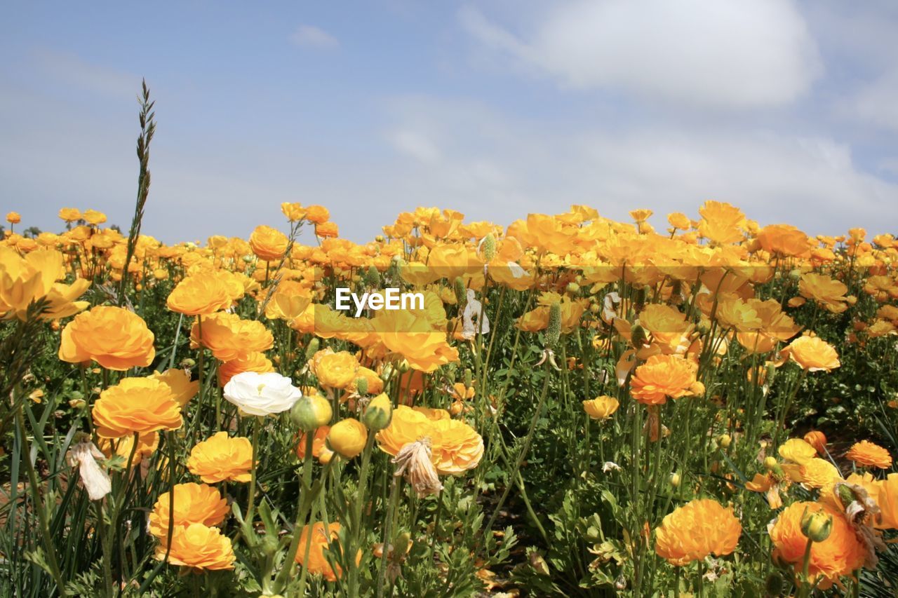 Close-up of yellow flowers blooming in field