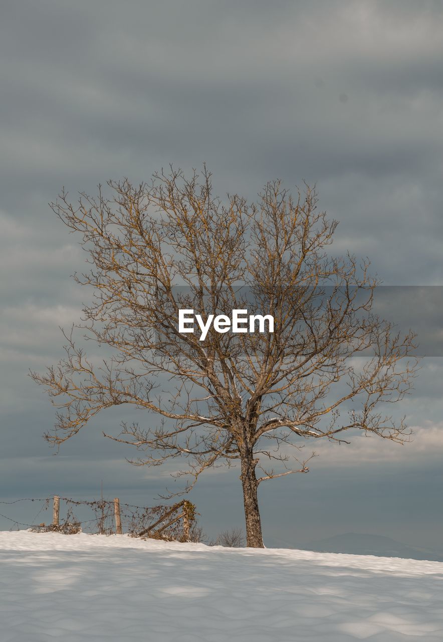 BARE TREE AGAINST SKY DURING WINTER