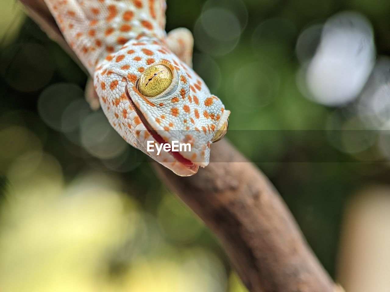 Close-up of insect on leaf against blurred background