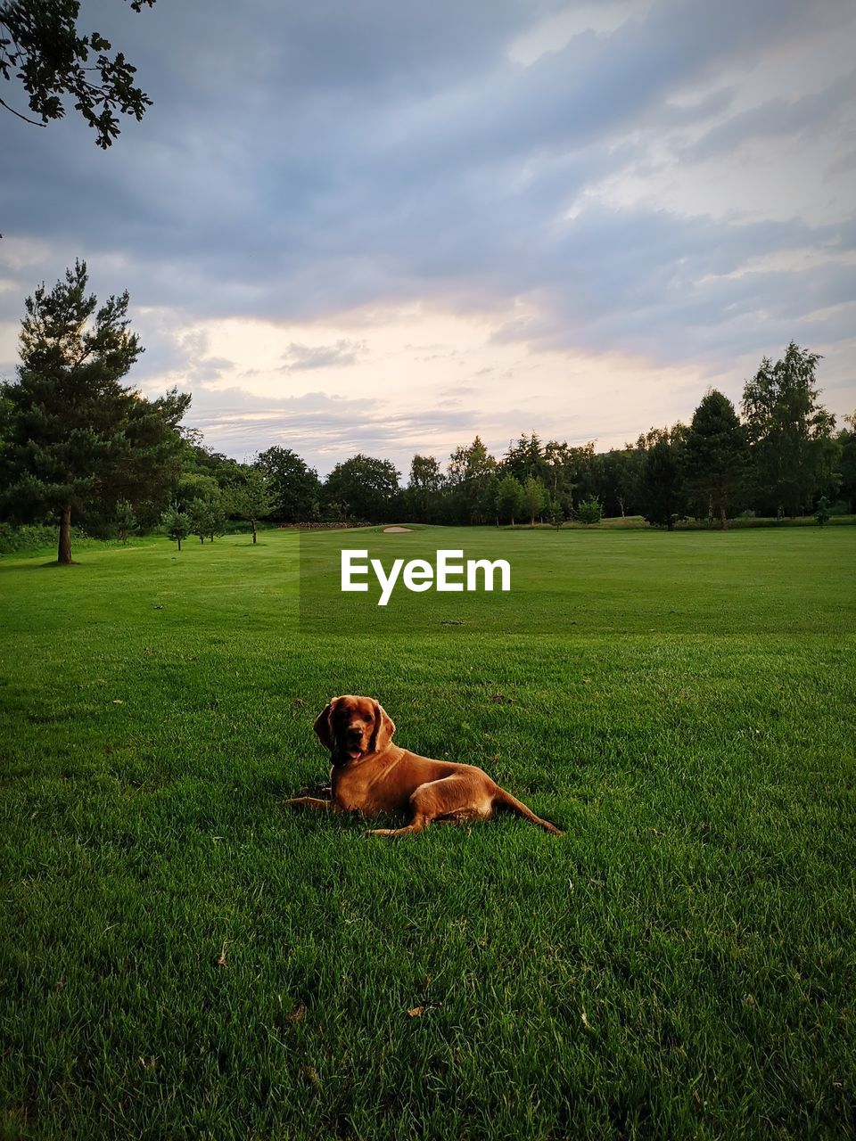 DOG LYING ON GRASS