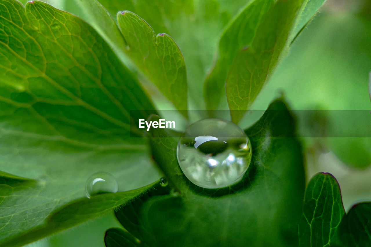 Close-up of raindrops on leaves