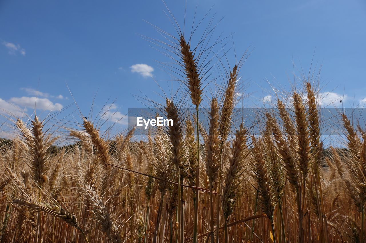 Close-up of stalks against blue sky