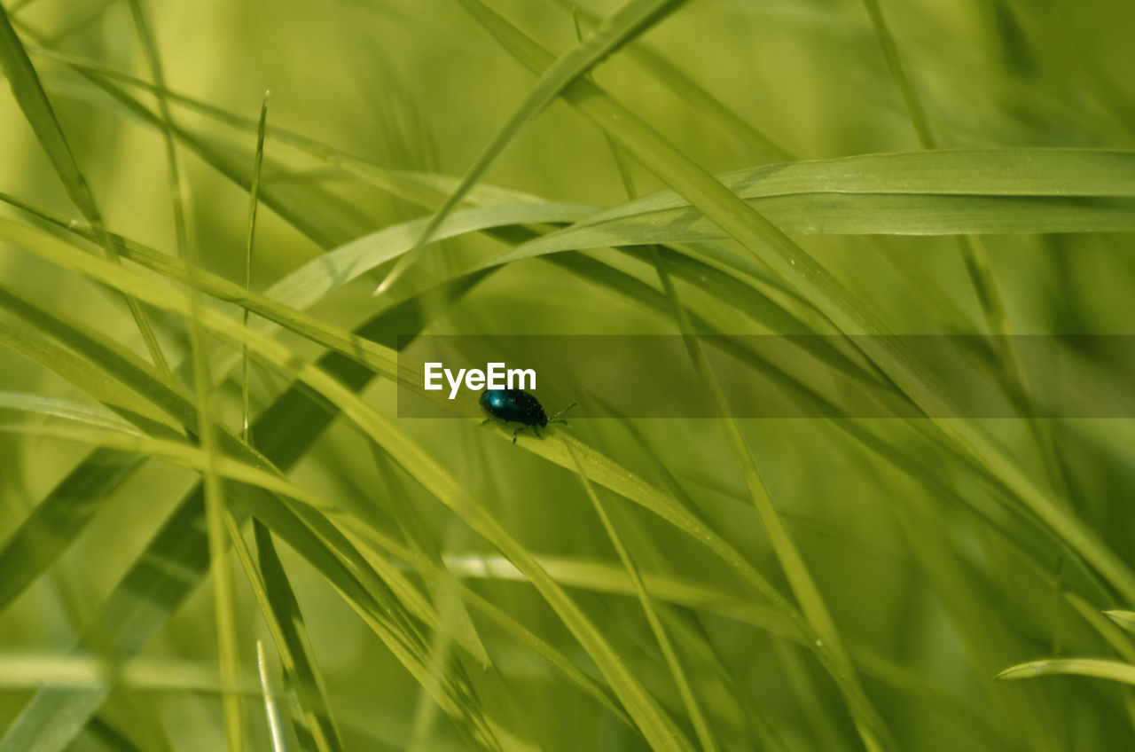 CLOSE-UP OF LADYBUG ON GREEN GRASS