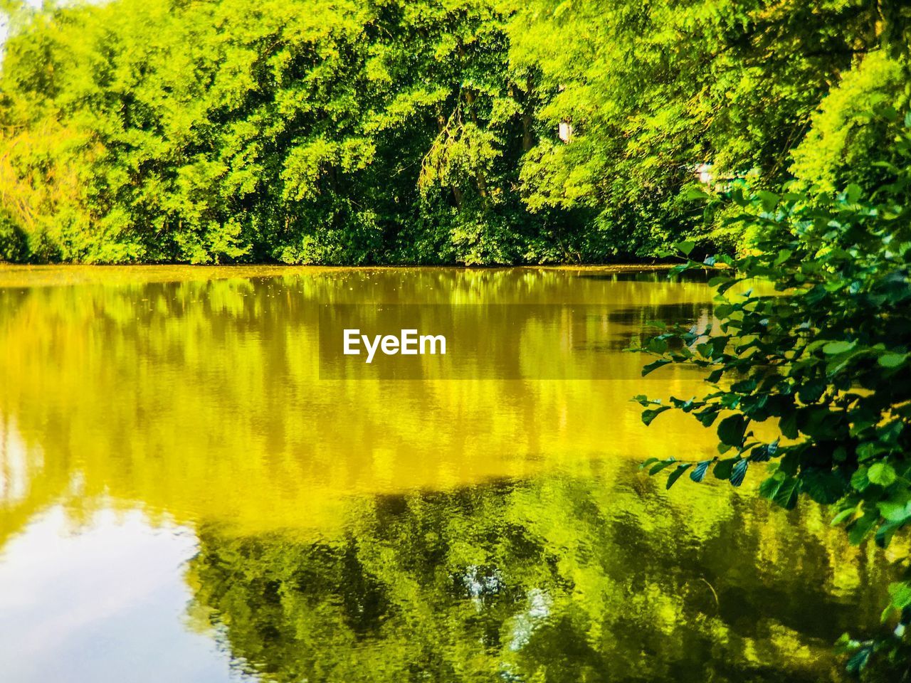 SCENIC VIEW OF LAKE WITH TREES IN FOREST