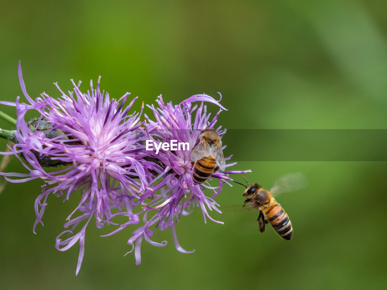 CLOSE-UP OF HONEY BEE POLLINATING ON PURPLE FLOWERING