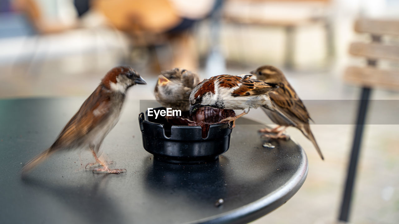 Close-up of of birds ona cafe table