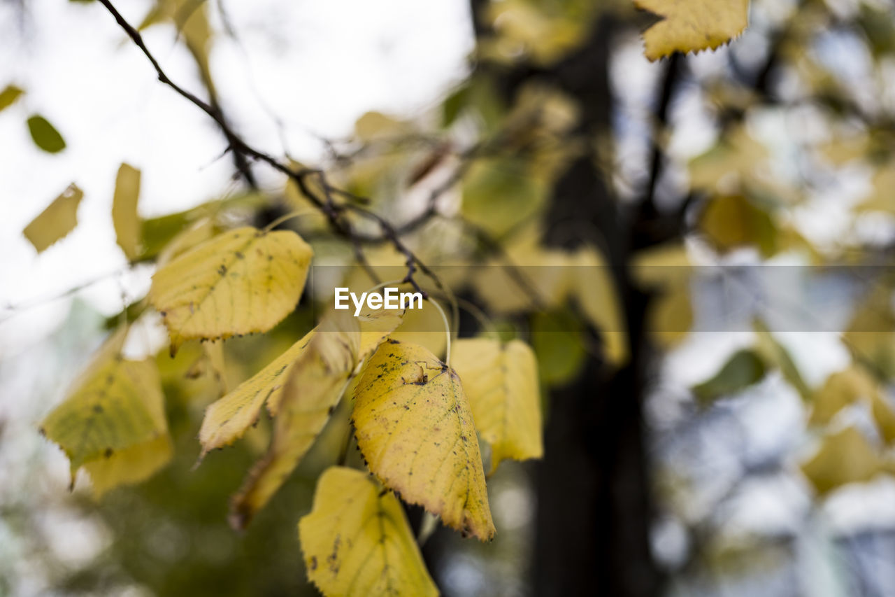 yellow, tree, plant, leaf, plant part, autumn, sunlight, branch, nature, focus on foreground, beauty in nature, no people, close-up, outdoors, day, flower, growth, spring, blossom, green, selective focus, sky, macro photography, low angle view, tranquility