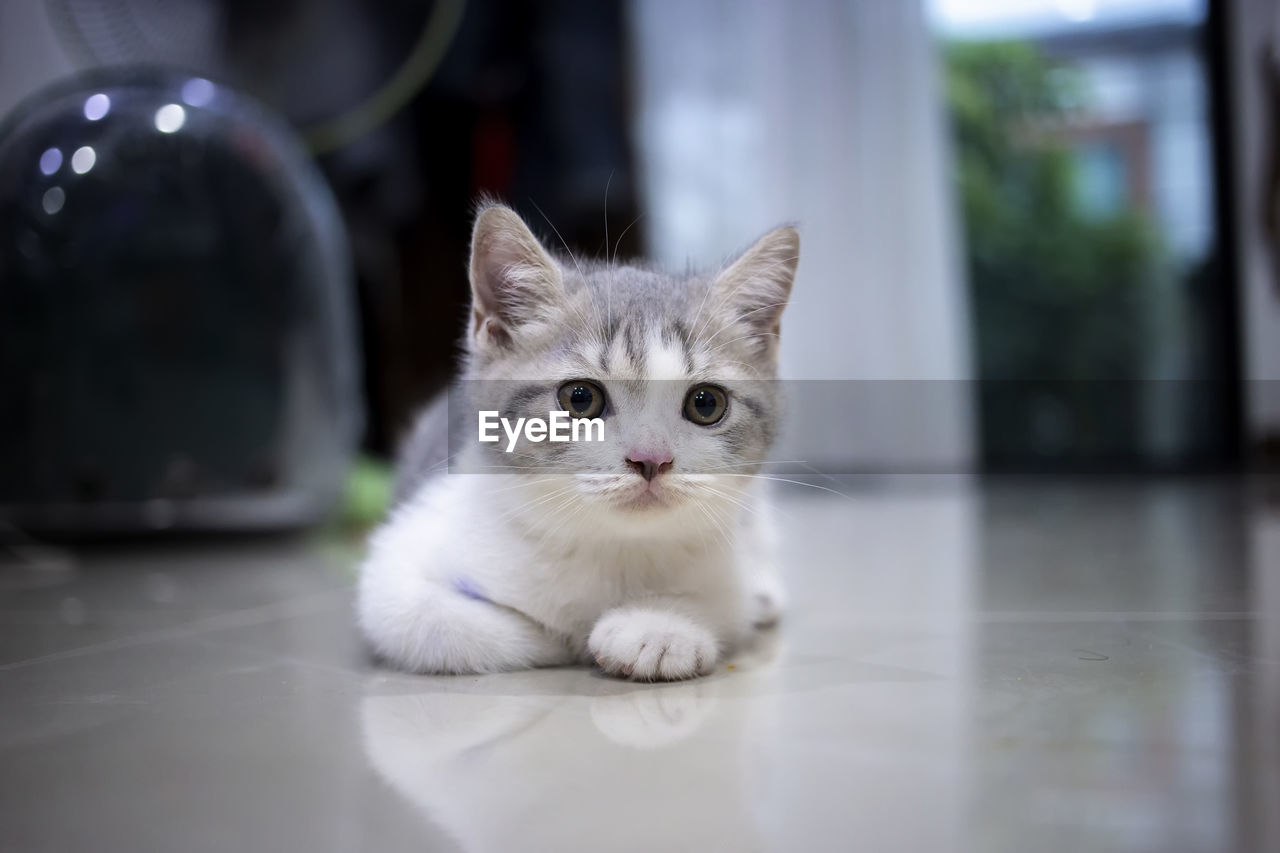 PORTRAIT OF CAT RELAXING AT HOME