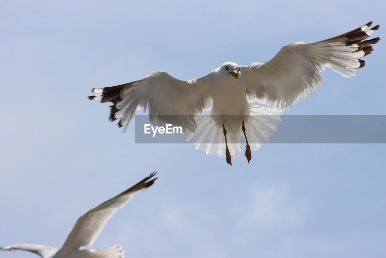 LOW ANGLE VIEW OF SEAGULLS FLYING